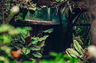 A small indoor garden scene featuring a mix of dixonnex products creating a peaceful green nook.