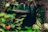 A lush, indoor garden featuring a mix of tropical greenery with large, striped leaves. The scene includes various plants growing on a structure with wooden elements and background foliage.