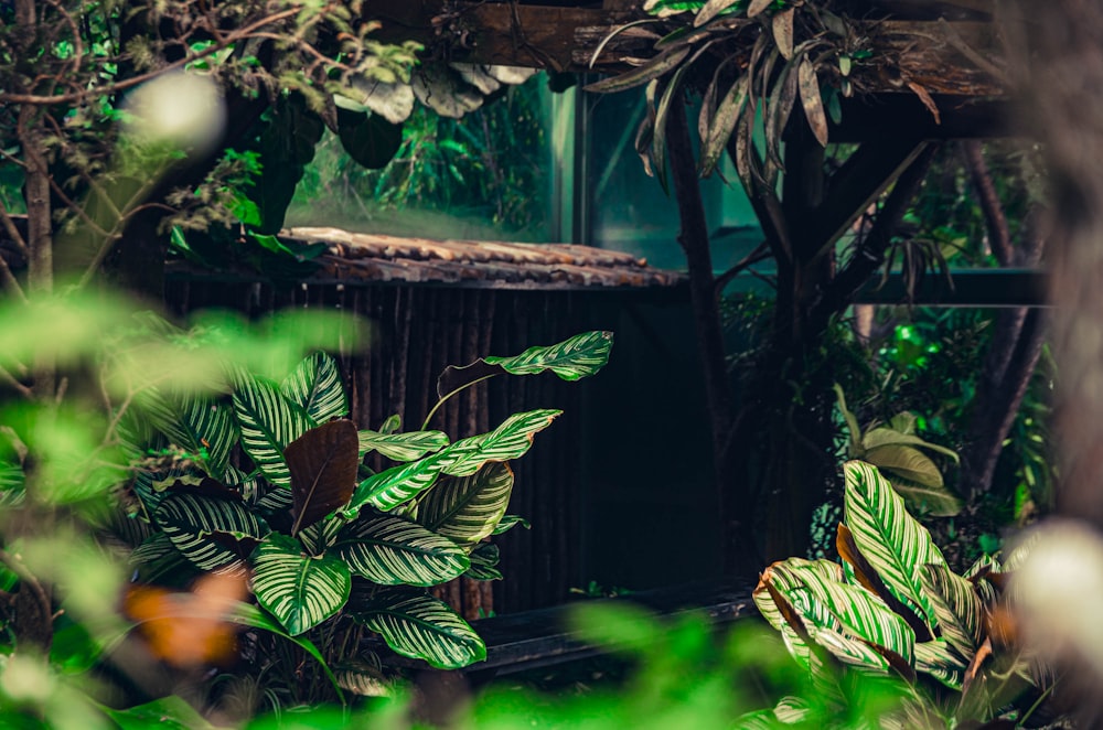 a room filled with lots of green plants