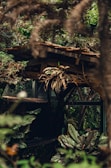 Soft sunlight filtering through green leaves over a rustic altar with natural ritual items.
