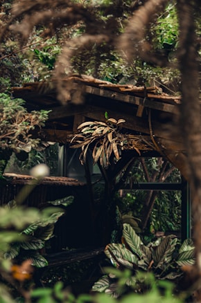 A rustic wooden structure surrounded by lush greenery, with various plants and leaves prominently displayed. The lighting is soft and filtered through the foliage, giving a secluded and natural atmosphere.