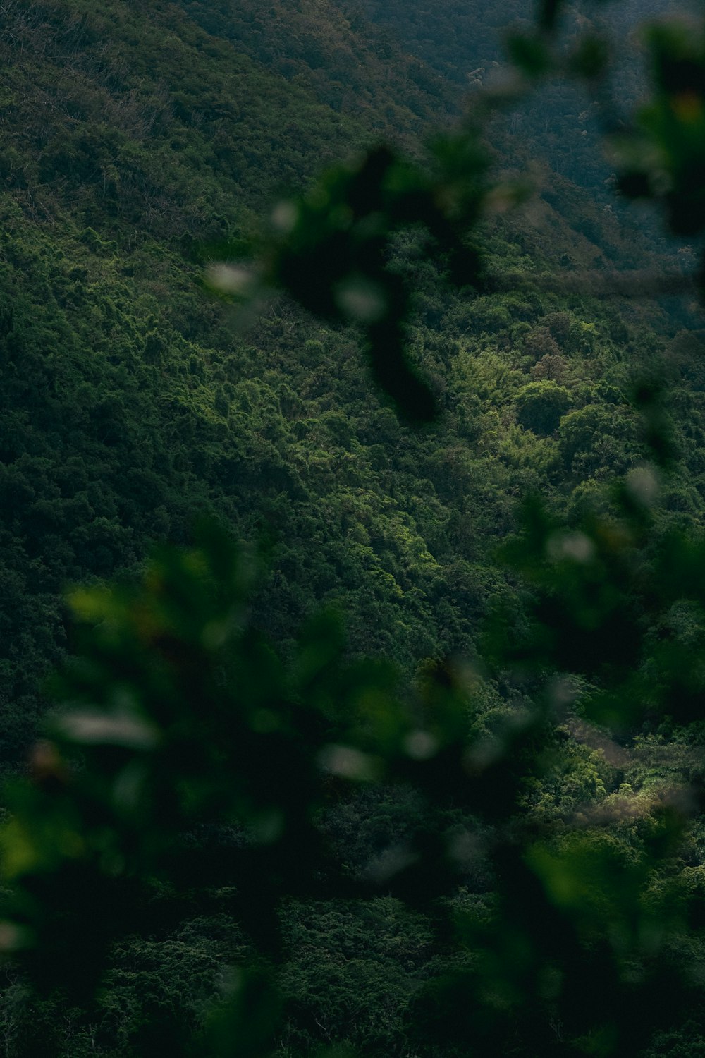 an airplane flying over a lush green forest