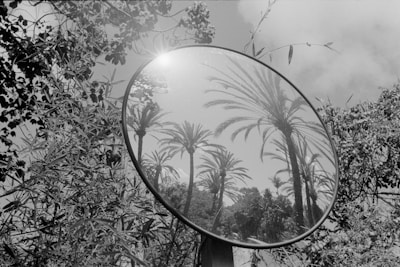 a mirror with palm trees in the background