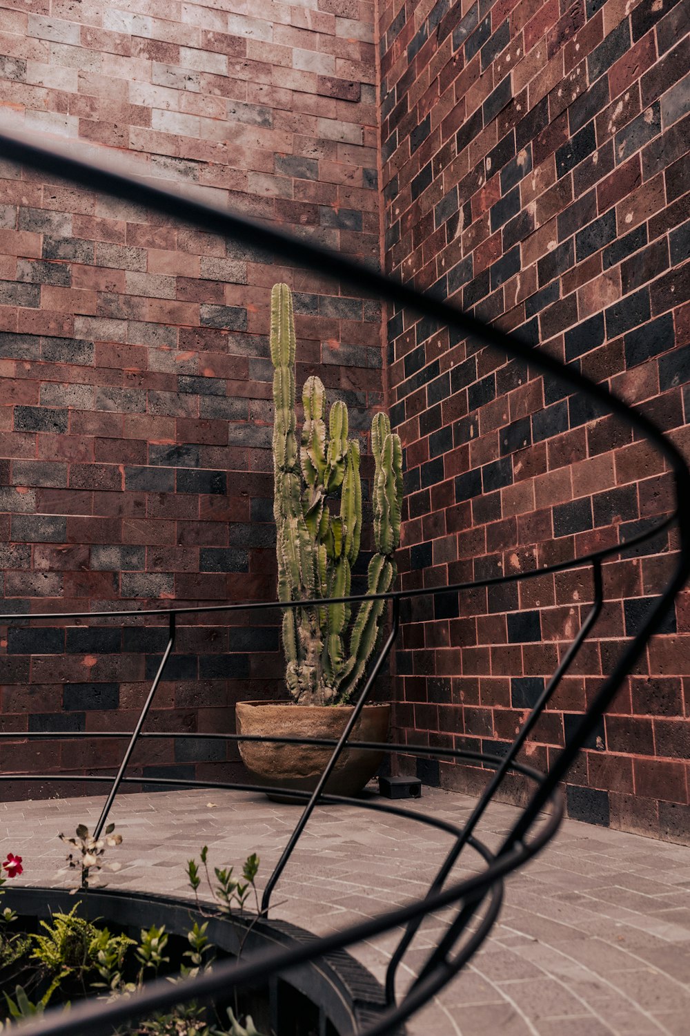 a cactus in a pot on a patio next to a brick wall