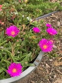 Bright magenta flowers with yellow centers are growing in a garden setting. They are surrounded by thick green foliage in a round, gray pot. The area around the pot is covered with soil and small rocks.