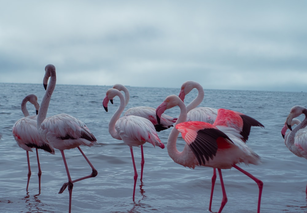 a group of flamingos standing in the water