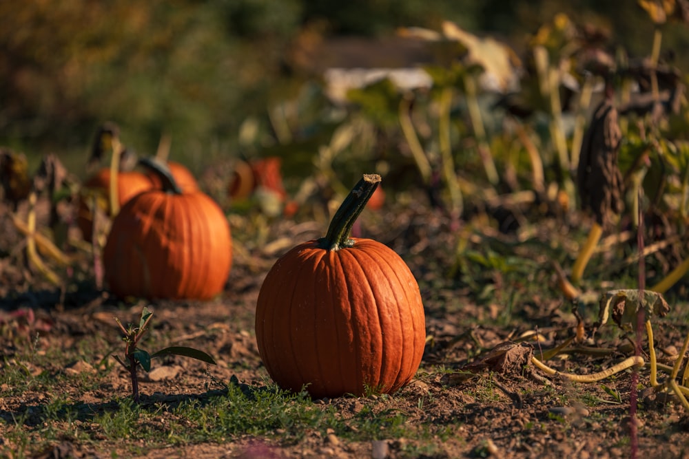 a couple of pumpkins sitting in the middle of a field