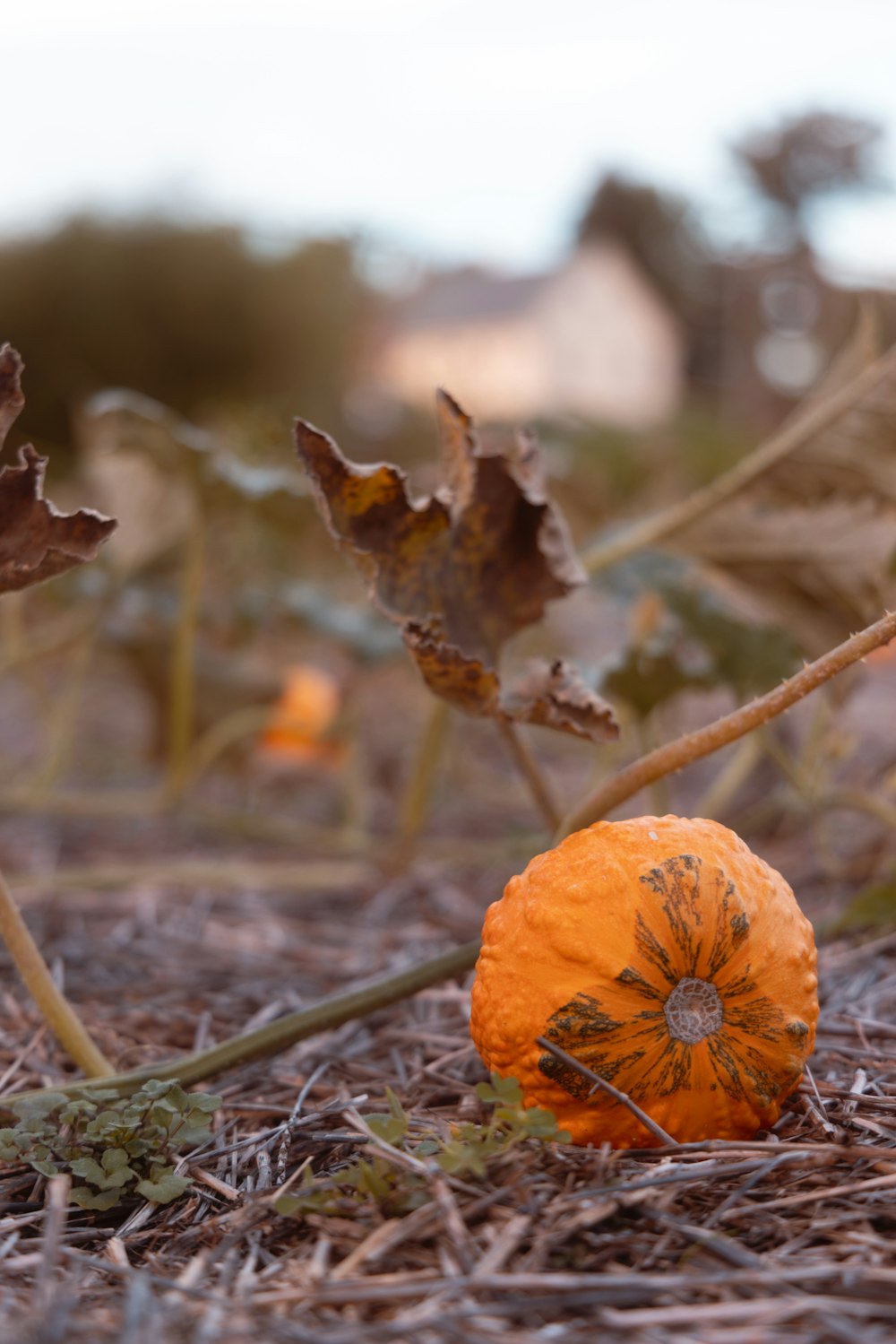 an orange pumpkin sitting in the middle of a field