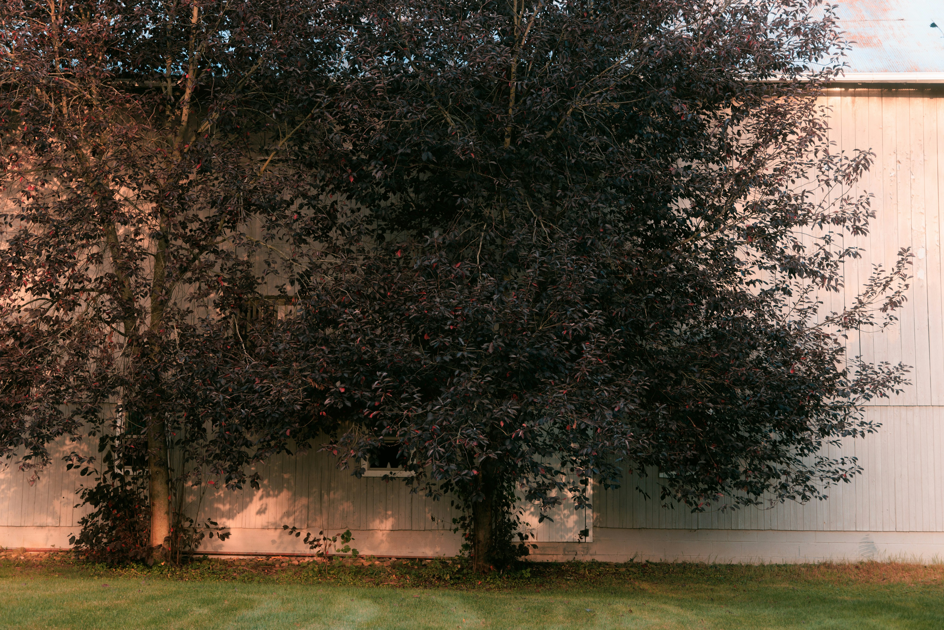 a tree in front of a white building