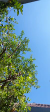 Close-up of a vibrant green roof under a clear blue sky.