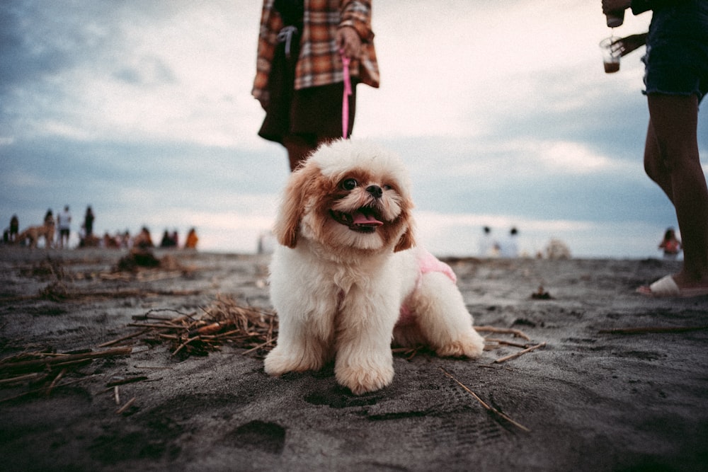 a small dog sitting on top of a sandy beach