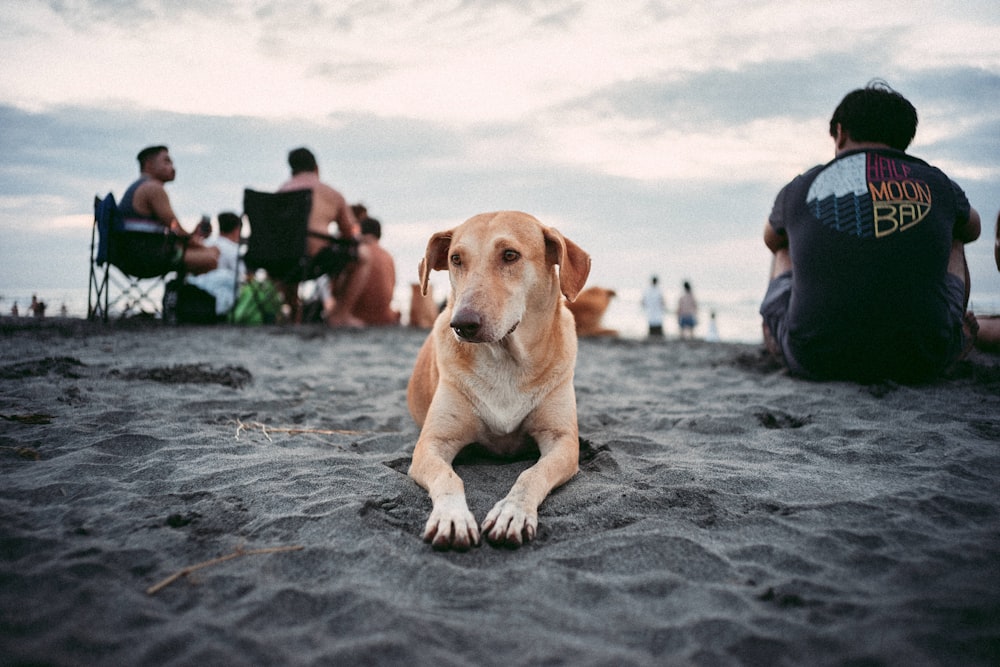 a brown dog laying on top of a sandy beach