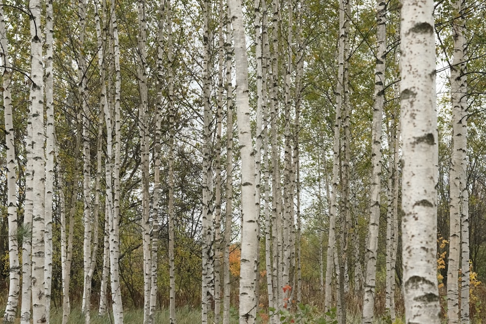 Una foresta piena di alti alberi bianchi