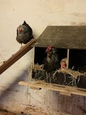 Three chickens in a rustic setting with one chicken perched on a wooden ramp and two others inside a nest box filled with straw. The background features a textured, off-white wall with subtle marks.