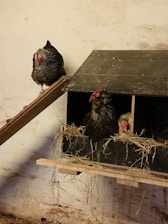 Three chickens in a rustic setting with one chicken perched on a wooden ramp and two others inside a nest box filled with straw. The background features a textured, off-white wall with subtle marks.