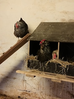 Three chickens in a rustic setting with one chicken perched on a wooden ramp and two others inside a nest box filled with straw. The background features a textured, off-white wall with subtle marks.