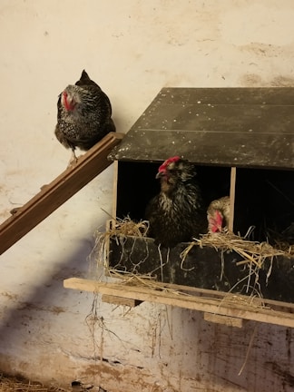 Three chickens in a rustic setting with one chicken perched on a wooden ramp and two others inside a nest box filled with straw. The background features a textured, off-white wall with subtle marks.