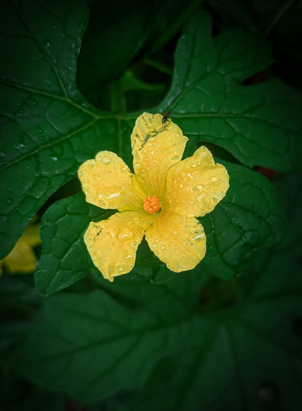 a yellow flower with rain drops on it