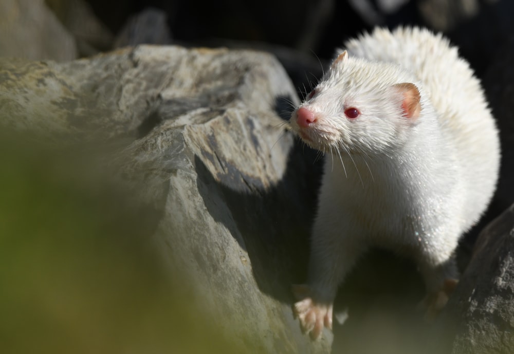 a white ferret standing on top of a rock