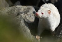 Ferret