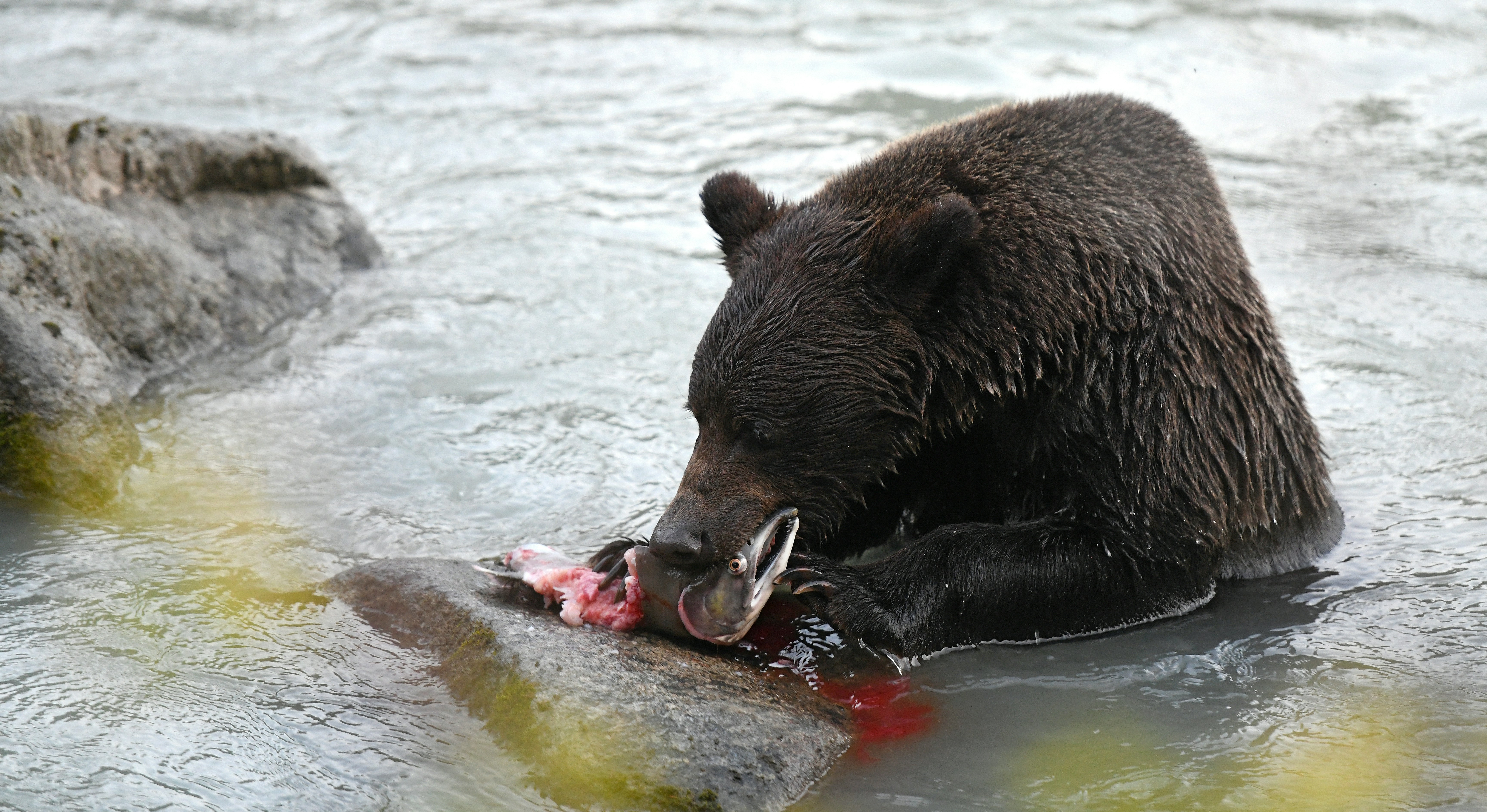 Salmon Runs: The Grizzly's Annual Feast (image credits: unsplash)