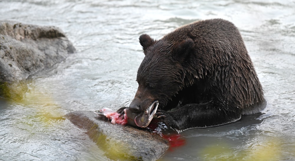 Un ours dans l’eau avec un poisson dans la gueule