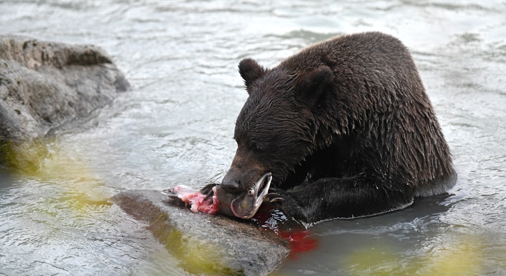 a bear in the water with a fish in it's mouth