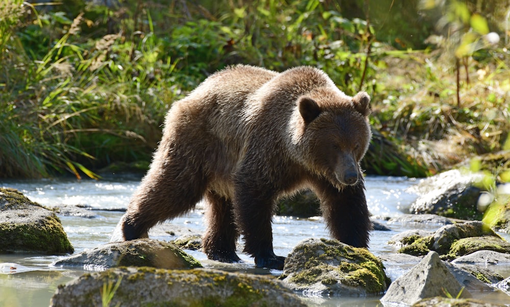 um grande urso marrom caminhando através de um rio