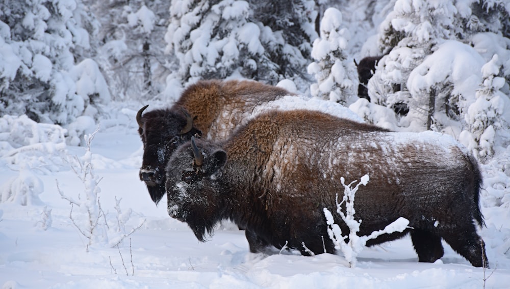 a couple of bison standing next to each other in the snow