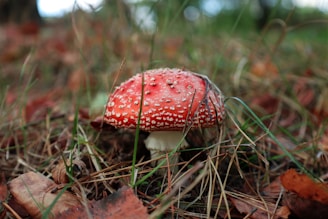 A red and white mushroom with a speckled cap is growing in a forest setting. The ground is covered with brown leaves and green grass, creating a natural and earthy backdrop.