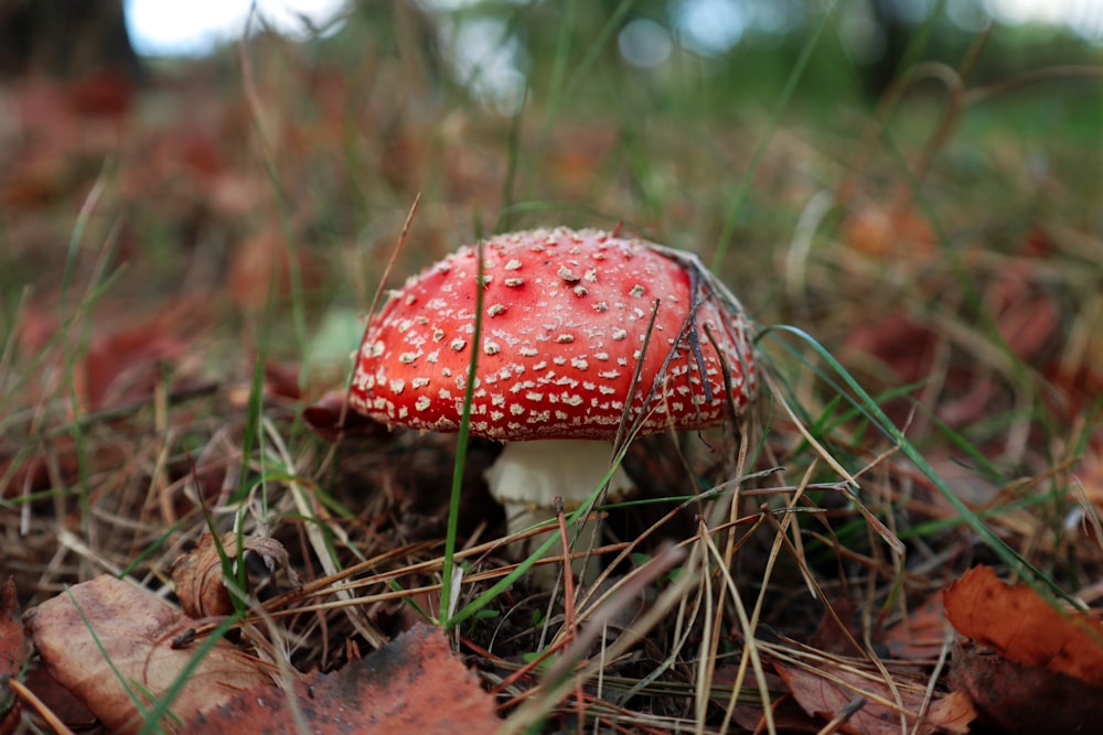 a small red mushroom sitting in the grass