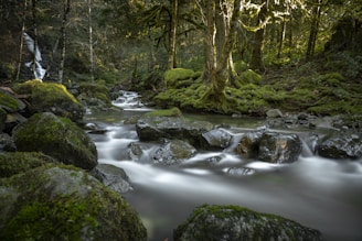 A serene forest scene featuring a gently flowing stream over smooth rocks. The trees are covered in lush green moss, and soft light filters through the leaves, creating a peaceful and natural ambiance.