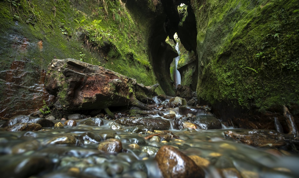 a stream running through a lush green forest