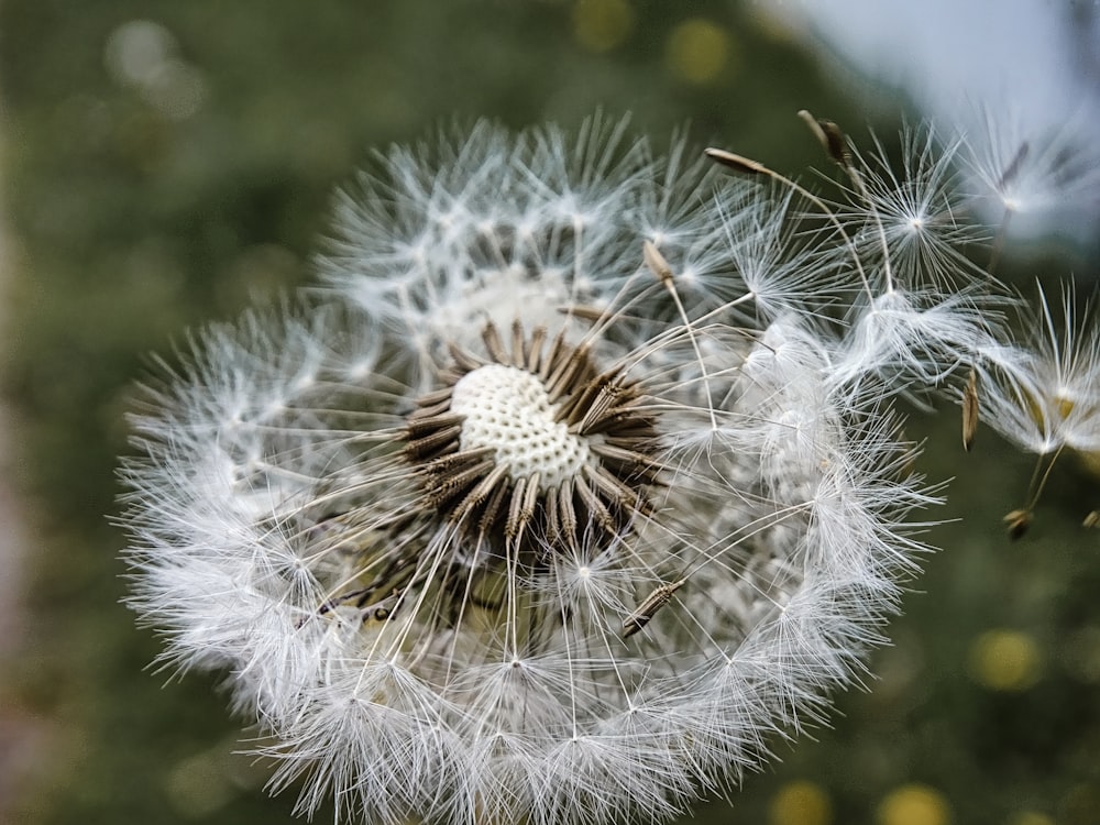 a close up of a dandelion with a blurry background