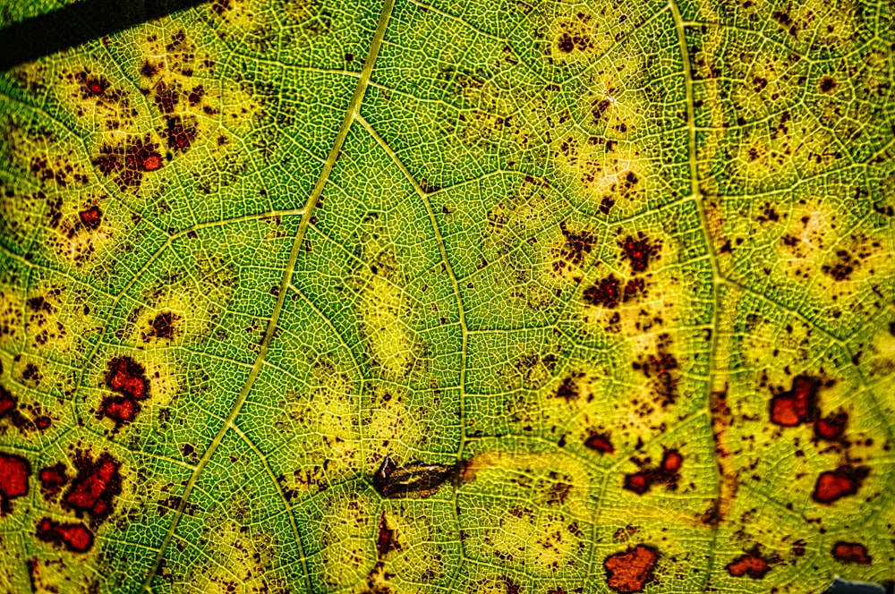 a close up of a green leaf with brown spots