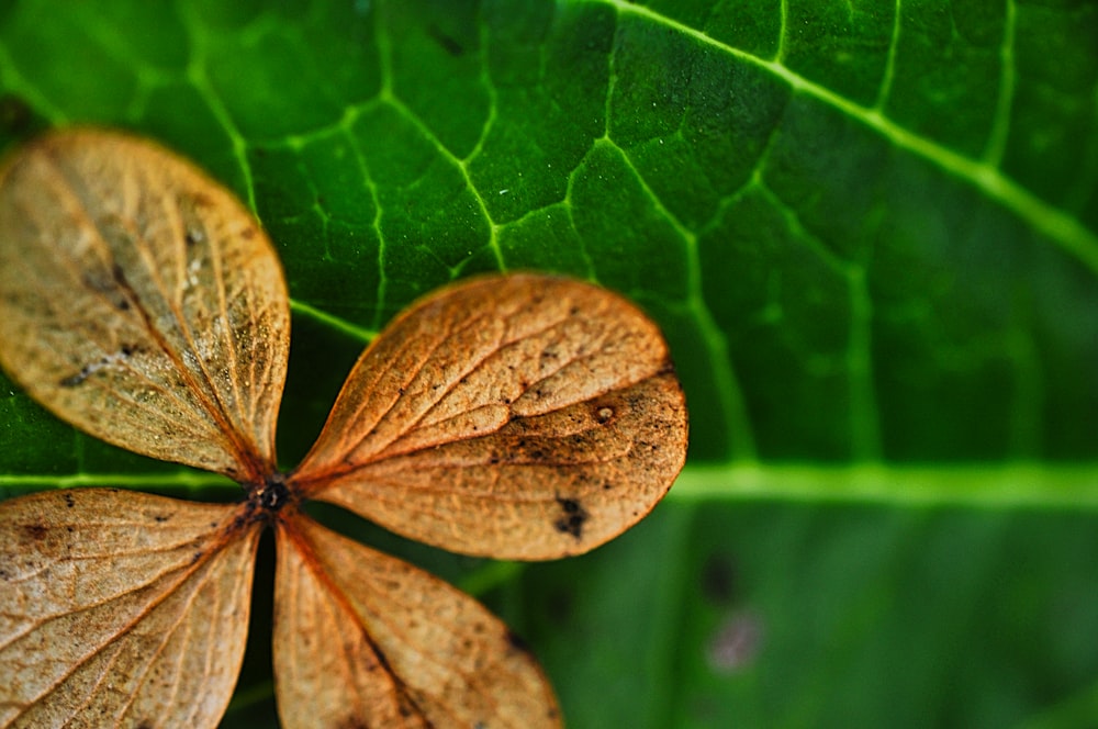 a close up of a four leaf clover