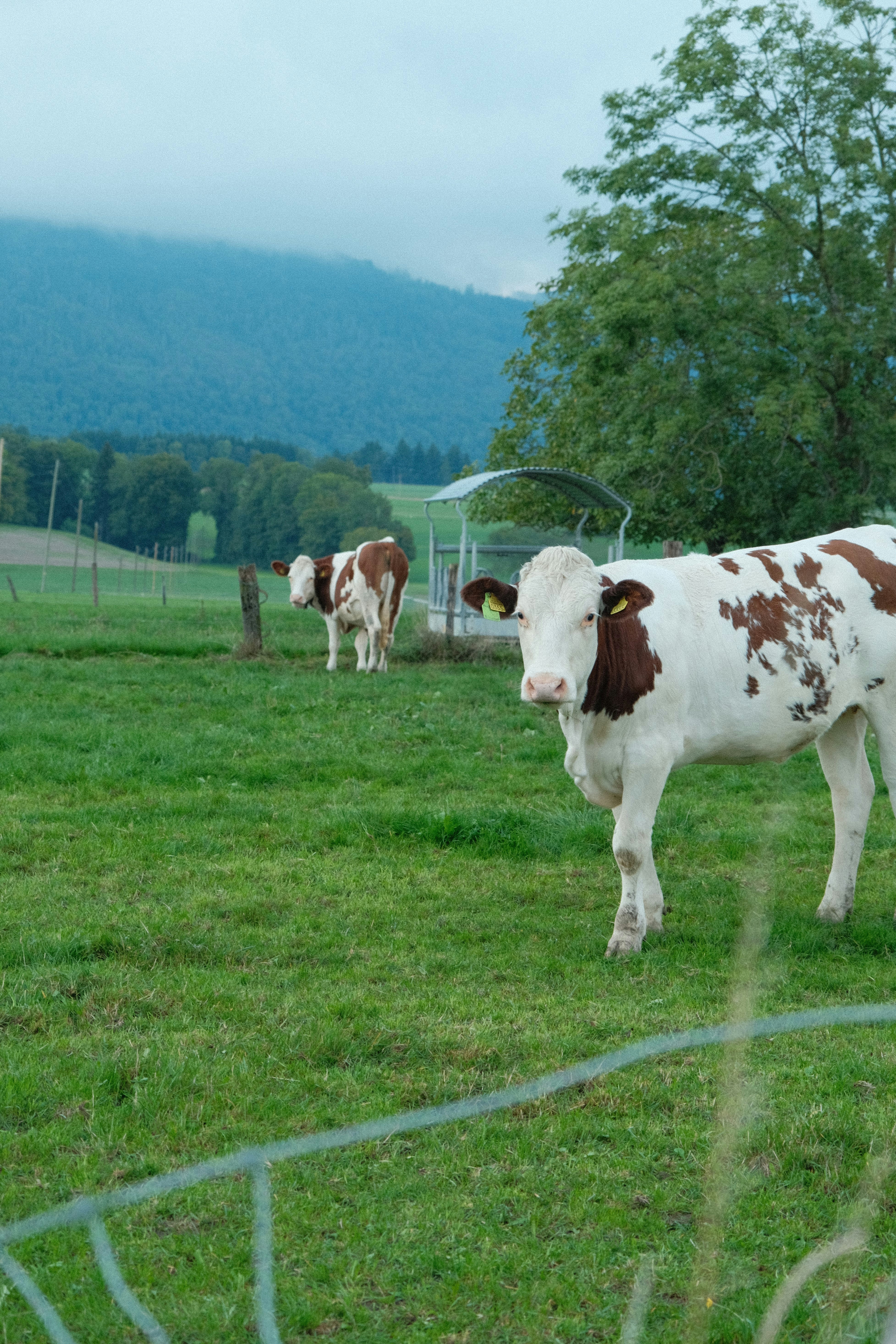 Photo by corentinschneiter