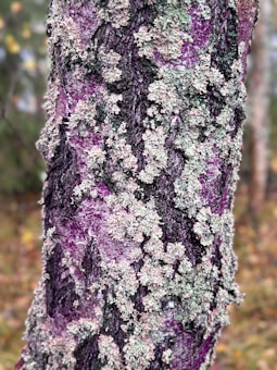A tree trunk covered in patches of grayish-green lichen and purple bark textures. The image focuses on the detailed patterns created by the lichen against the dark and vibrant purple hues of the wood. The background is softly blurred with hints of greenery and brown, suggesting an outdoor forest setting.