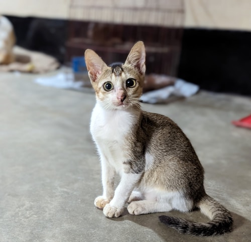 A small, young cat with wide eyes and pointy ears sits on a smooth surface. Its fur is a mix of light brown and white, with dark markings on its head and tail. In the background, there is a blurred cage and some indistinct objects.