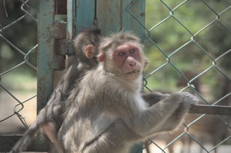 A monkey sitting near a metal fence, gazing towards the camera. Its fur is a mix of grey and white, with a slightly reddish face. The background is blurred, hinting at a natural, outdoor environment with some greenery.