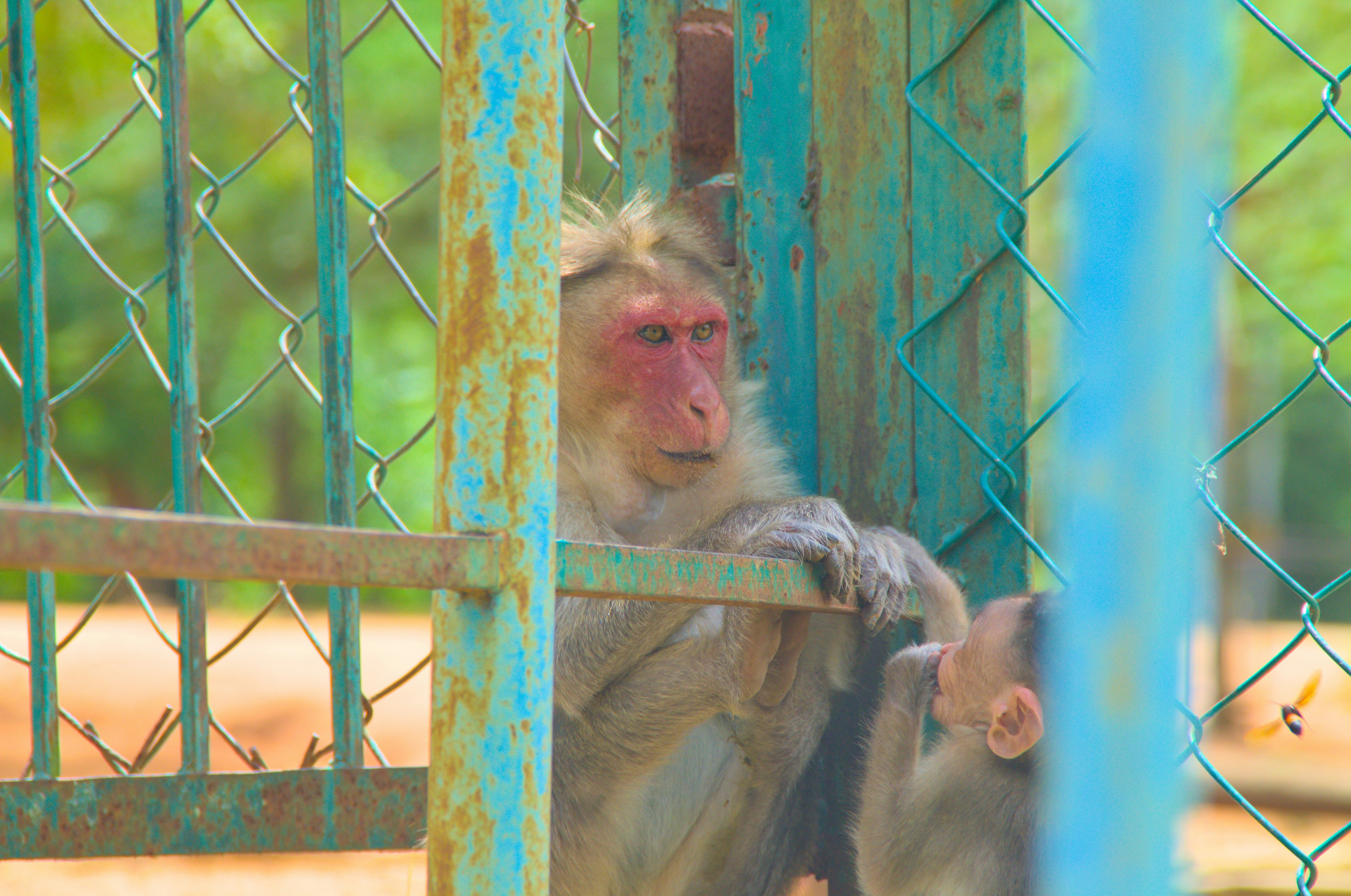 a couple of monkeys sitting on top of a metal fence