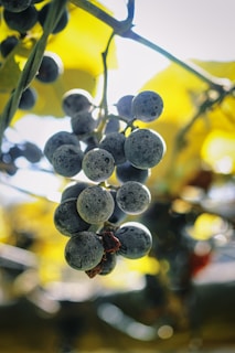 A close-up of ripe, dark red grapes hanging on the vine in a Montenegrin vineyard under golden sunlight.