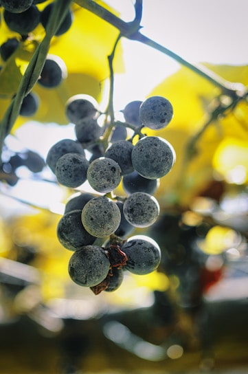 A close-up of ripe, dark red grapes hanging on the vine in a Montenegrin vineyard under golden sunlight.
