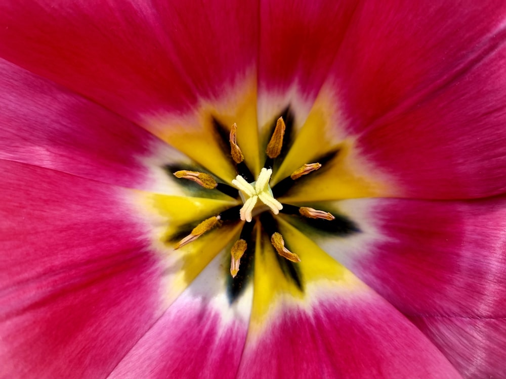 a close up of a pink and yellow flower