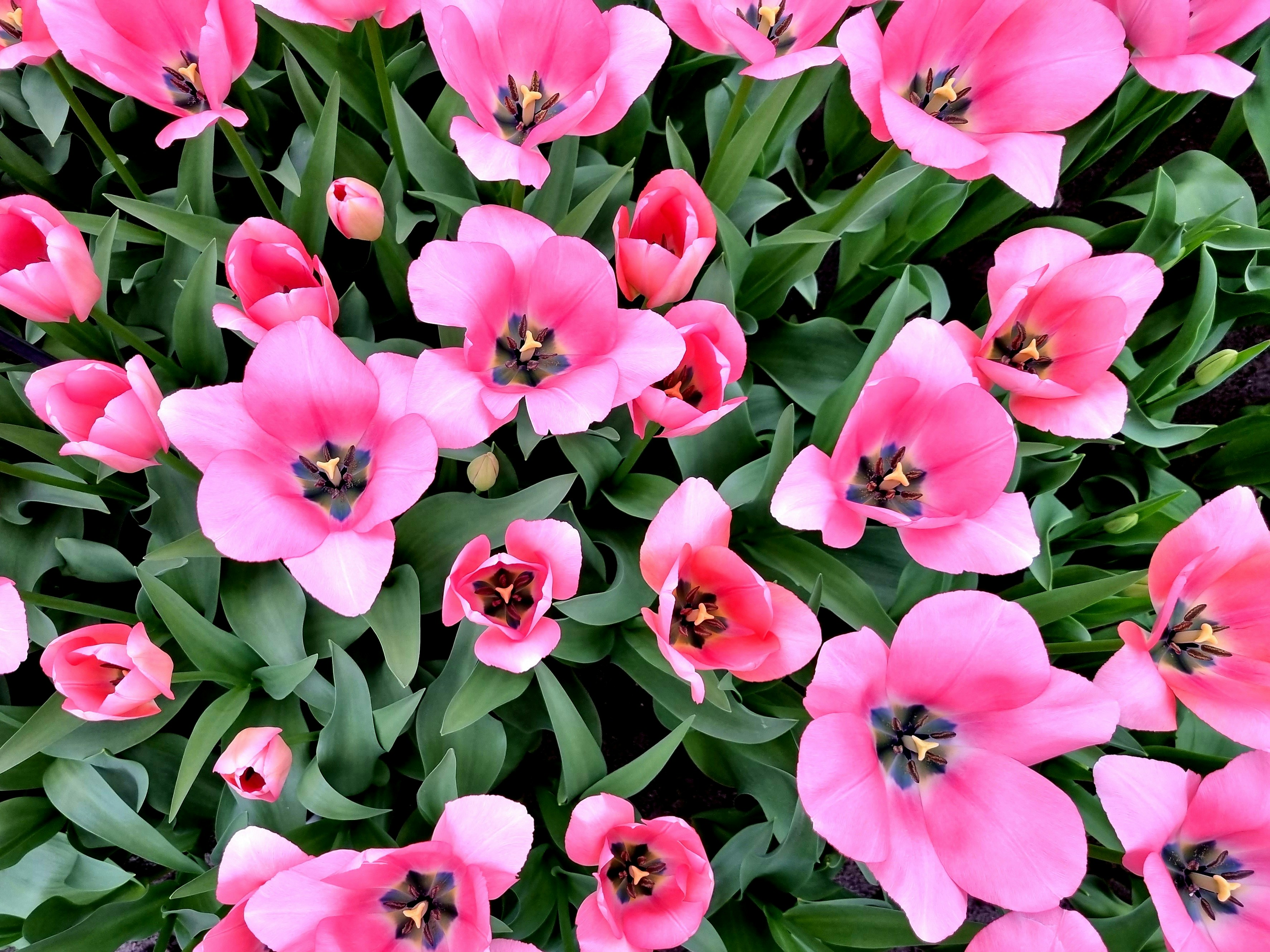 a bunch of pink flowers that are in the grass