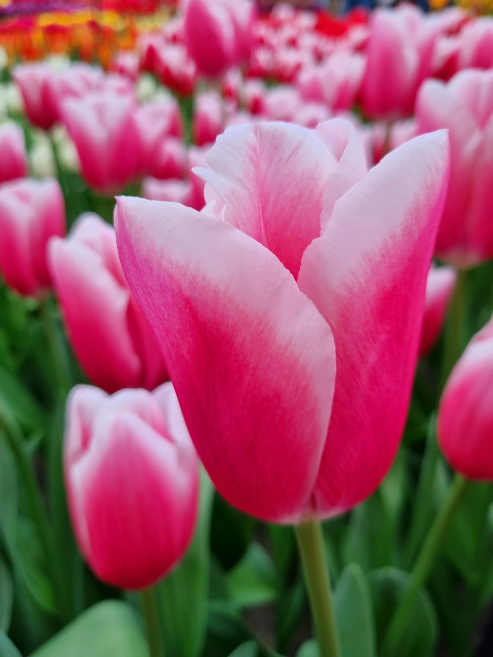 a close up of a bunch of pink flowers