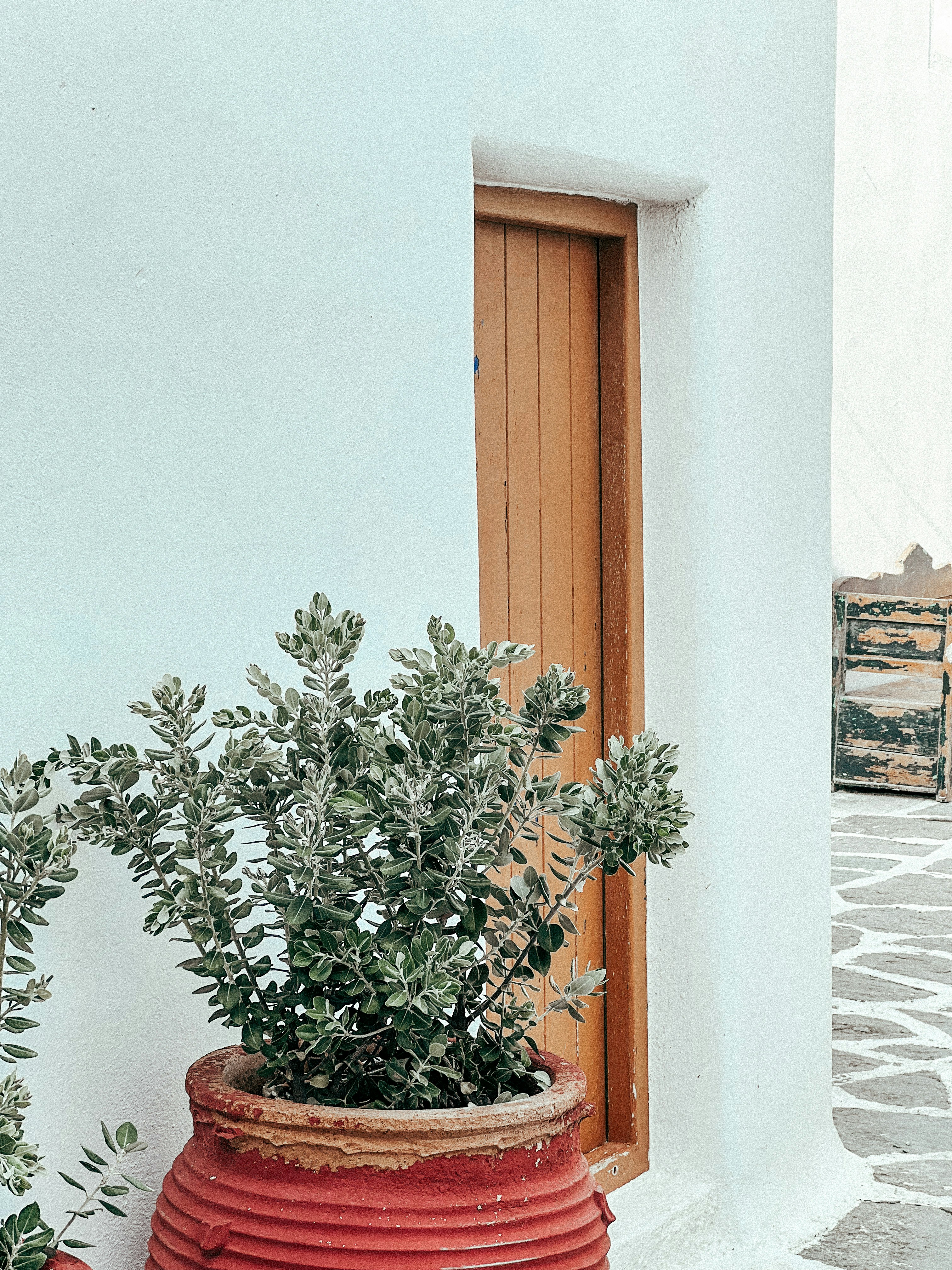 A potted plant sitting on the side of a building photo – Free Plant ...