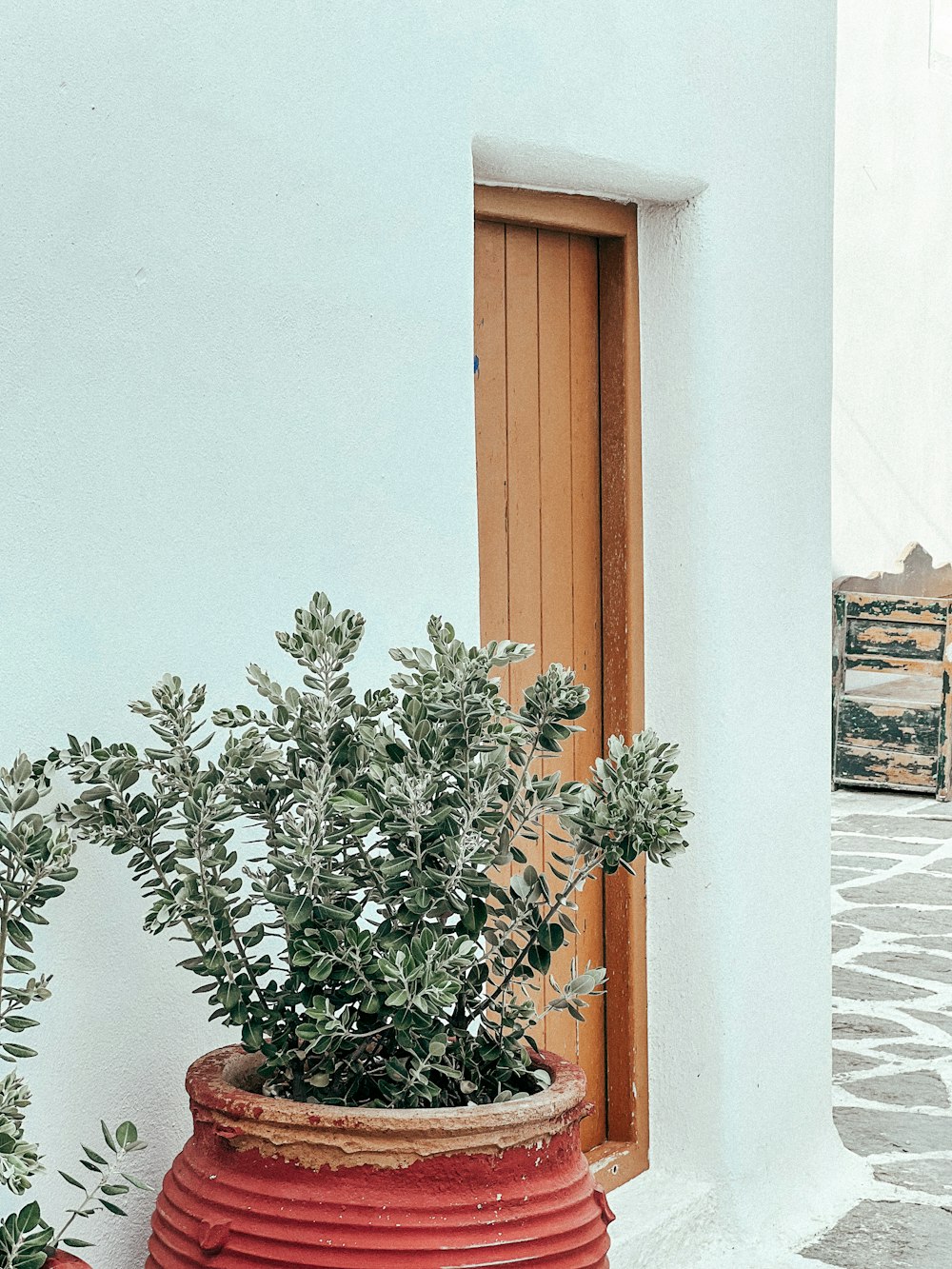 a potted plant sitting on the side of a building