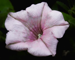 A delicate, pink petunia flower with soft, light pink petals that display subtle darker pink veining, set against a dark, blurred background of green foliage.