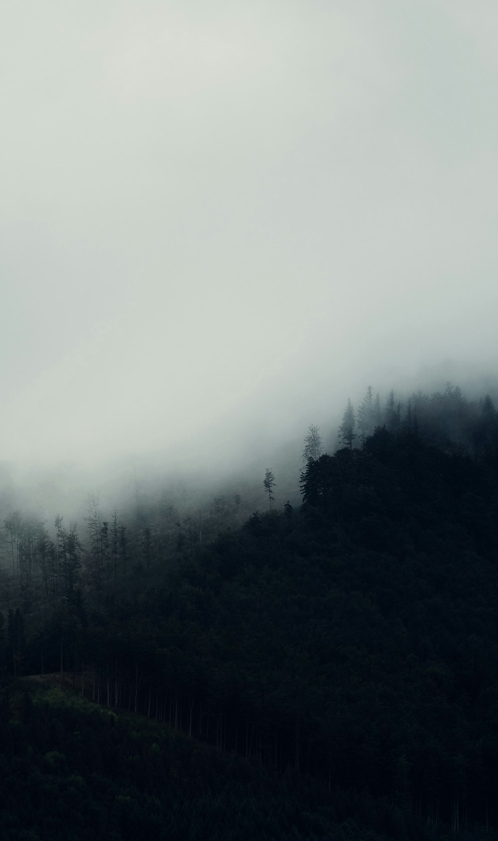 a foggy mountain with trees on the side